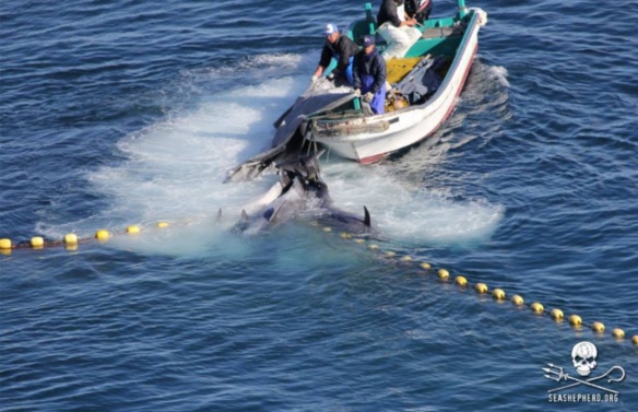 Bottlenose dolphins not chosen for captivity are slaughtered or paralzyed in the cove then dragged to the butcher house. by SSCS Cove Guardian January 9, 2013