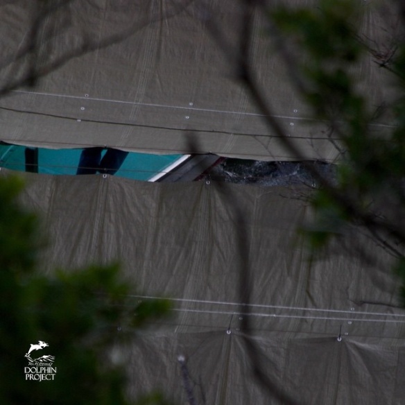 9:40 am. Loud thrashing under tarps as last remaining striped Dolphins are killed. Via Ric O'Barry Dolphin Project January 14, 2015